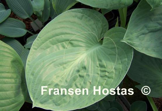 Hosta Blue Regal